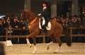 Årets KWPN-hest 2011: Parzival