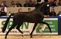 Resultat af KWPN-hingstekåringen 2012