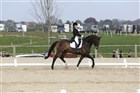 B-stævne dressur Middelfart - Ecco Cup