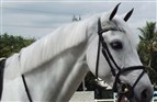 Ny hest til Emillie Martinsen