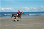 Dansk distancerytter til WEG 2014