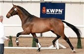 Danskavlet hingst til KWPN-kåring