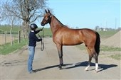 SWB: Bollerup talent test in photo database