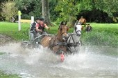 Kørsel med hest og vogn i weekenden