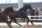 Flot åbent hus hos HP Horses