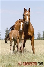 Hestens genetiske profil