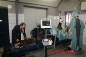 Smartphones hjælper narkose-heste