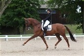 Dressurlandshold til EM for junior- og ungryttere
