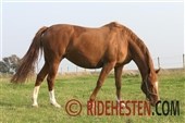 Ifoling af hoppen – valg af DV-hingst