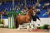 Royal Olymp pensioneret