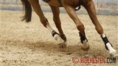 How much weight can horses carry?