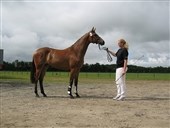2-års skue hos region 4