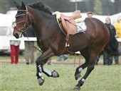 Hest smed rytter af og blev ramt af bil
