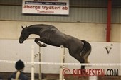 Dansk hingst klar til svensk afprøvning