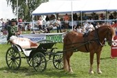 Fuld hest arresteret