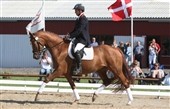 Fra auktionsføl til ridehest