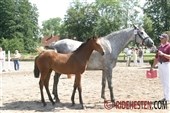 Hoppe børs i Holsten