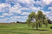 Kan pilebark hjælpe hesten?