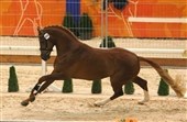 KWPN-hingstekåringen i Holland