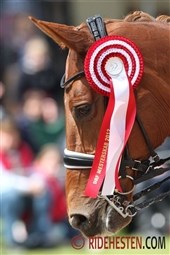 Dressurdyst om medaljer i Ringsted 