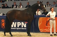 KWPN-hingste i kommende uge