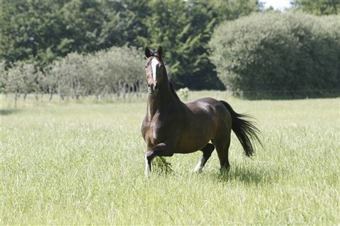 Blue Hors Cavan fylder i dag 20 år. (Foto: RIdehesten)