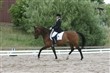C-stævne Birkerød Rideforening Dressur