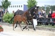 Blue Hors Følchampionat