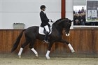 Åbent hus Helgstrand Dressage del 1