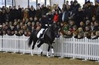 Åbent hus Blue Hors | Kirk Arabians