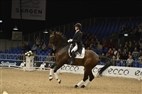 Dansk Varmblods hingstekåring 2013 | Charlene Sørensen