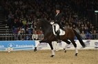Dansk Varmblods hingstekåring 2013 | Blue Hors Zack