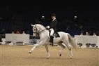 Dansk Varmblods hingstekåring 2013 | Daniel Bachmann Andersen