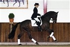 Hingstekollektion Helgstrand Dressage 4:6