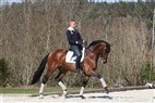 Helgstrand søger Grand Prix-hest
