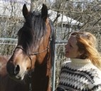 Hermafrodit-hest