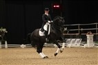 DV Hingstekåring 2012 | Intermediaire II - Ditte Mikkelsen