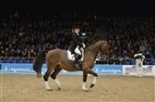 Dansk Varmblods hingstekåring 2013 | Helene Melsen