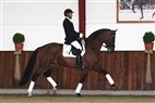 Hingstekollektion Helgstrand Dressage 5:6