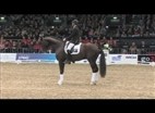 Dansk Varmblods hingstekåring 2013 | Thomas Sigtenbjerggaard