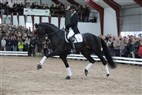 Åbent Hus Helgstrand Dressage