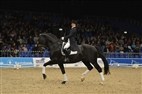 Dansk Varmblods hingstekåring 2013 | Lena Leschly Åmand
