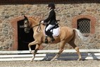 First Horse Pony DM | Dressurfinale for kat. II ponyer