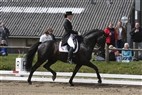 Jysk Mesterskab dressur - seniorer