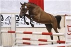 DV Eliteskue | 2-års hopper i løsspringning
