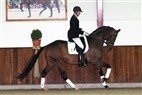 Hingstekollektion Helgstrand Dressage 2:6
