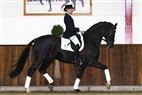 Hingstekollektion Helgstrand Dressage 6:6