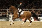 DV Hingstekåring 2012 | Intermediaire II - Helene Melsen
