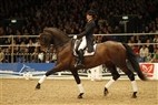 DV Hingstekåring Herning 2012 | Grand Prix - Louise Panum