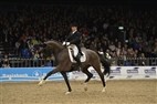 Dansk Varmblods hingstekåring 2013 | Allan Skov Christensen